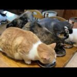 2026.02.21 博多に向かいますよー。(YouTube)