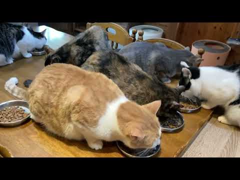 2026.02.21 博多に向かいますよー。(YouTube)