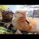 仲良くお昼寝中、寝ぼけたキジトラ猫が茶トラ猫の顔面にかぶりついてしまうw(YouTube)