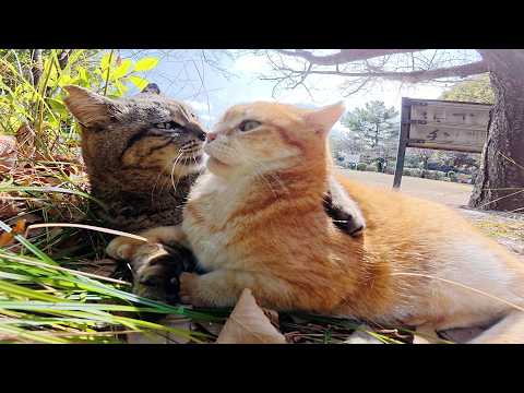 仲良くお昼寝中、寝ぼけたキジトラ猫が茶トラ猫の顔面にかぶりついてしまうw(YouTube)