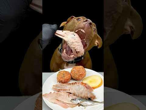 りんごまでうまそうに食べるピットブル(YouTube)
