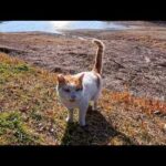 水が消えた池の底を探検してた猫ちゃん、気づいたらモフられに自分から上がってきた件(YouTube)
