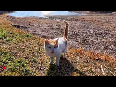 水が消えた池の底を探検してた猫ちゃん、気づいたらモフられに自分から上がってきた件(YouTube)