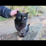 茶トラ猫に喧嘩を売っていた黒猫を縄張りに連れ戻す(YouTube)