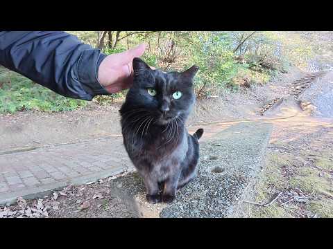 茶トラ猫に喧嘩を売っていた黒猫を縄張りに連れ戻す(YouTube)