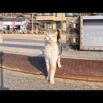 フェリーを降りた瞬間…港で三毛猫ちゃんがお出迎えしてくれた感動の猫島(YouTube)