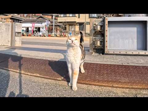 フェリーを降りた瞬間…港で三毛猫ちゃんがお出迎えしてくれた感動の猫島(YouTube)
