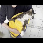 鳴きすぎて声がガラガラに枯れてしまう猫(YouTube)