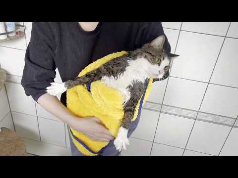 鳴きすぎて声がガラガラに枯れてしまう猫(YouTube)