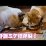 絶好調ミケ様！炸裂してます   2026 02 20 1(YouTube)