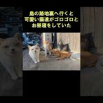 島の路地裏へ行くと可愛い猫達がゴロゴロとお昼寝をしていた #猫 #ねこ #cat(YouTube)