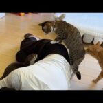 飼い主が死んだふりした時のカワウソと猫と子猫の反応とは…！？ 笑 When the owner pretends to be dead: The otter and the cat(YouTube)