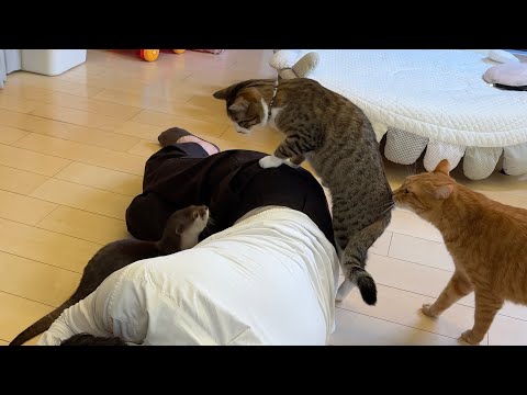 飼い主が死んだふりした時のカワウソと猫と子猫の反応とは…！？ 笑 When the owner pretends to be dead: The otter and the cat(YouTube)