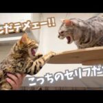 病院に行っただけで親密度がリセットされてしまう猫たち(YouTube)