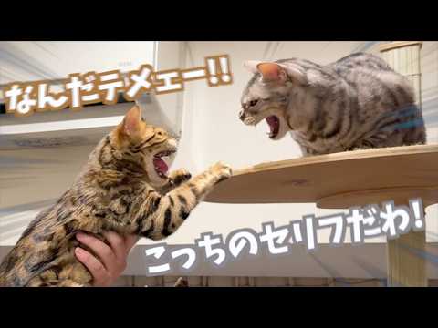 病院に行っただけで親密度がリセットされてしまう猫たち(YouTube)