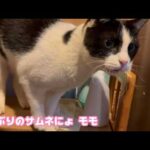 モモは5年ぶり2回目のサムネです  奥武島から来ました  2026 02 18 1(YouTube)