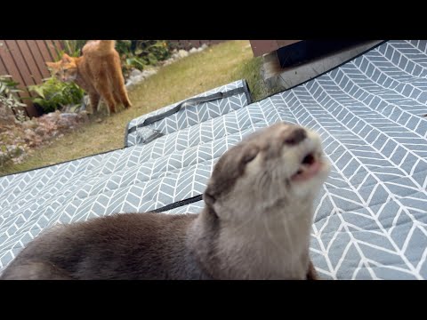暖かいお外でジャーキーを子供からもらえるカワウソ！ Otter getting jerky from a kid outside in the warm weather!(YouTube)