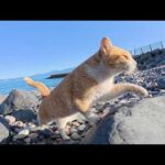 茶シロ猫ちゃんと一緒に海の岩場でお散歩をしていたらサビ猫もやって来た(YouTube)