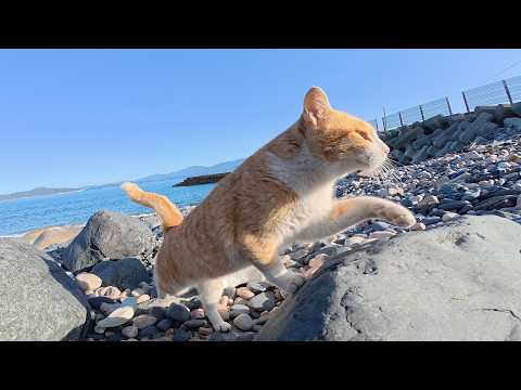 茶シロ猫ちゃんと一緒に海の岩場でお散歩をしていたらサビ猫もやって来た(YouTube)