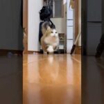 何でなん(YouTube)