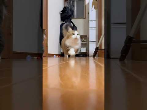 何でなん(YouTube)