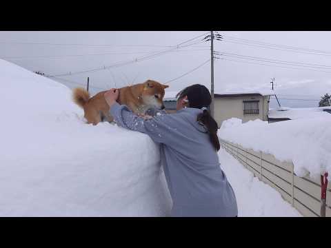 記録的大雪、雪山から降りられなくなった柴犬がママを呼びました(YouTube)