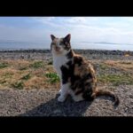 猫島の通りで出会った三毛猫ちゃん…防波堤に座ったら、そっと隣に来てくれた奇跡の時間🐱(YouTube)
