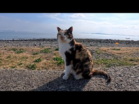 猫島の通りで出会った三毛猫ちゃん…防波堤に座ったら、そっと隣に来てくれた奇跡の時間🐱(YouTube)
