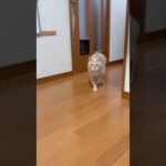 ひのきやで(YouTube)