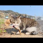 お魚を横取りしようとする茶トラ猫の所にキジトラボスがやって来て…(YouTube)