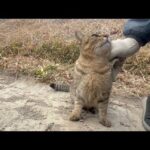 畑に来る使命感が強すぎる猫(YouTube)