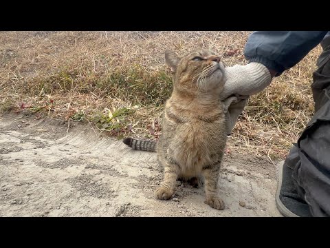 畑に来る使命感が強すぎる猫(YouTube)