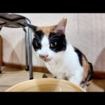 【猫ホテル】お風呂場にも猫ちゃん！洗面器でお水を飲む姿が可愛すぎた…(YouTube)