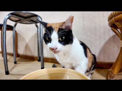 【猫ホテル】お風呂場にも猫ちゃん！洗面器でお水を飲む姿が可愛すぎた…(YouTube)