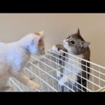 新入り子猫がケージから降りられずピンチになってたときのボス猫の対応が神すぎました…(YouTube)