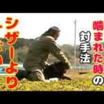 【ロットワイラー】権蔵とブラシをしながら間違ったコメントを訂正します(YouTube)