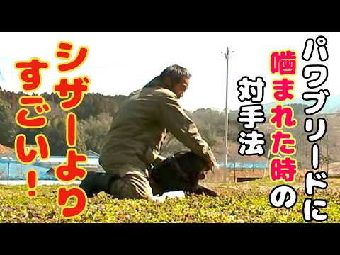 【ロットワイラー】権蔵とブラシをしながら間違ったコメントを訂正します(YouTube)