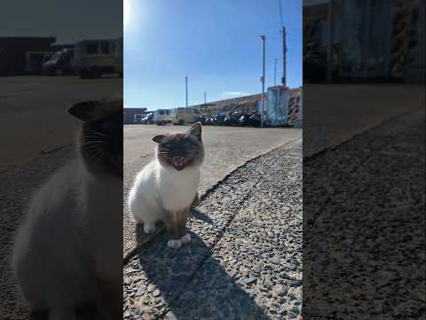 港で出会った“タヌキ顔”の猫が可愛すぎた(YouTube)