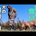 【理想のドッグライフ】散歩中の拾い食い対策と改善(YouTube)