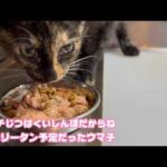 アタチじつはね くいしんぼだからね  TNRからリターン寸前だったウマコ  2026 02 10 1(YouTube)