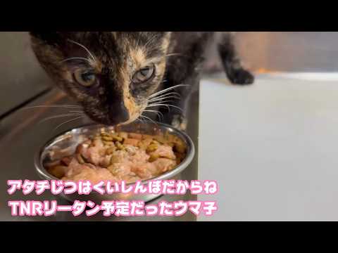 アタチじつはね くいしんぼだからね  TNRからリターン寸前だったウマコ  2026 02 10 1(YouTube)