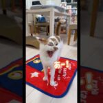 あくびで声が出ちゃう猫トロくん #shorts(YouTube)