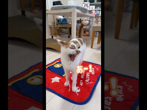 あくびで声が出ちゃう猫トロくん #shorts(YouTube)