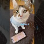 みんにゃでやろう！猫パンチで募金🐾(YouTube)