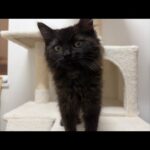 子猫くまきちについてと、今日車がスタックして大変でした‥💦(YouTube)