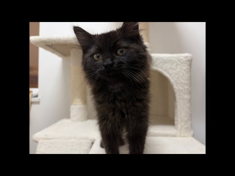 子猫くまきちについてと、今日車がスタックして大変でした‥💦(YouTube)