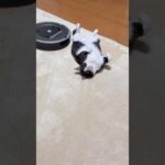 邪魔なのはどっち？(YouTube)