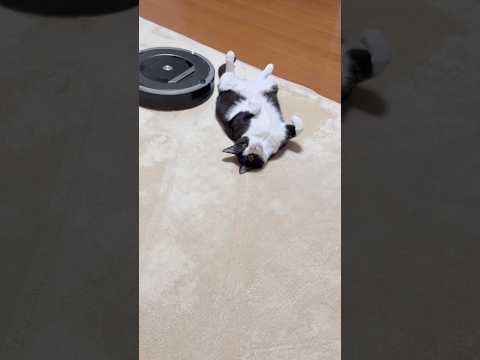 邪魔なのはどっち？(YouTube)