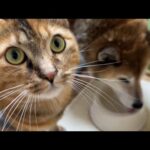 柴犬の隣に次々へと猫たちが集まり、見つめていただけの猫が甘えん坊モードになっちゃいました(笑)(YouTube)