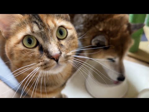 柴犬の隣に次々へと猫たちが集まり、見つめていただけの猫が甘えん坊モードになっちゃいました(笑)(YouTube)